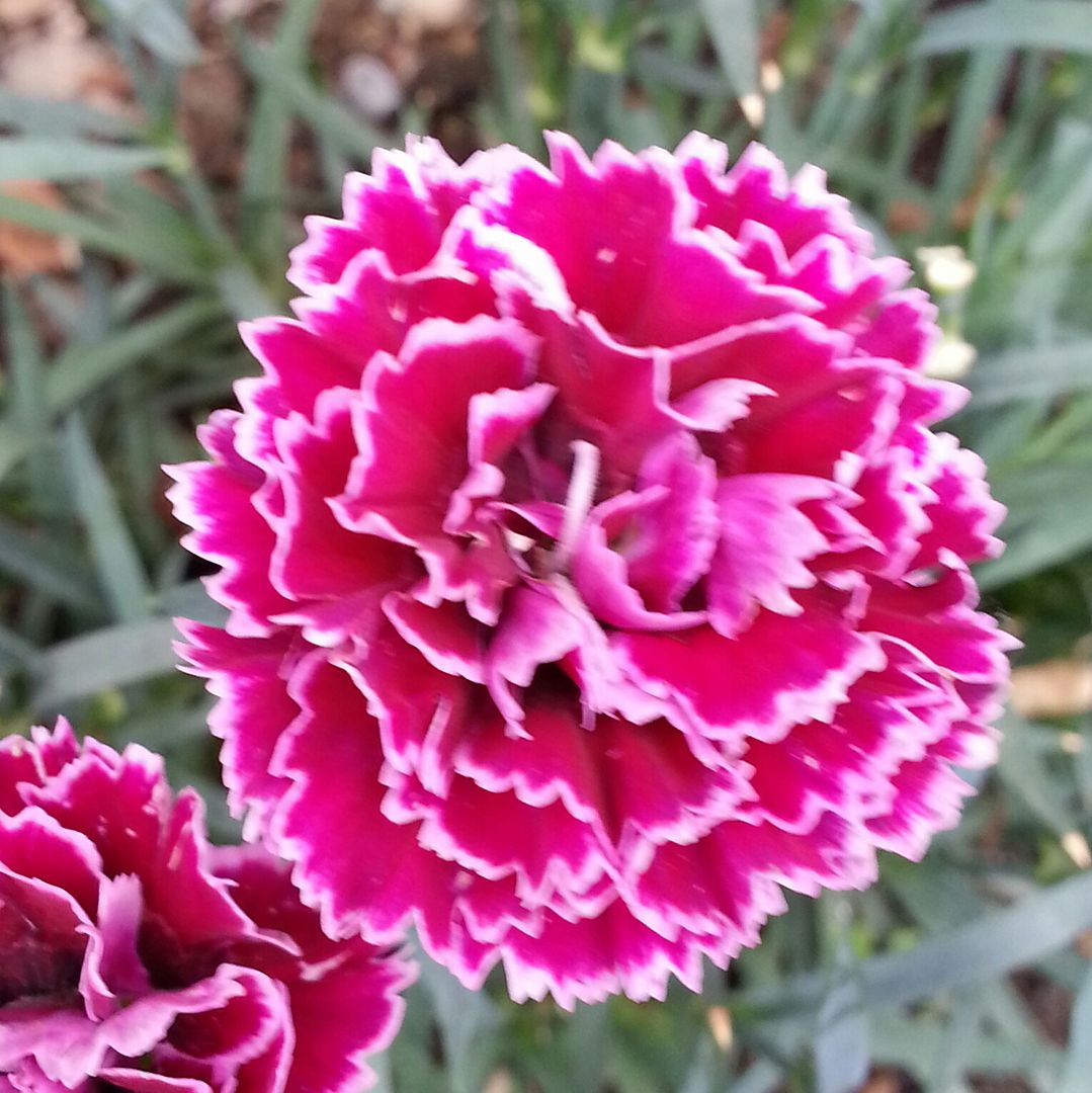  photo 20140615_171604-1_zpsczkjcyh2.jpg